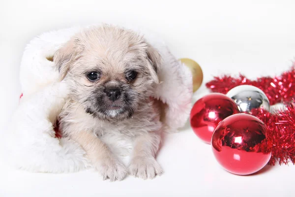 Cute little puppy — Stock Photo, Image