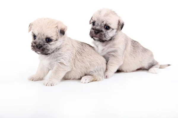 Dos lindos cachorros — Foto de Stock