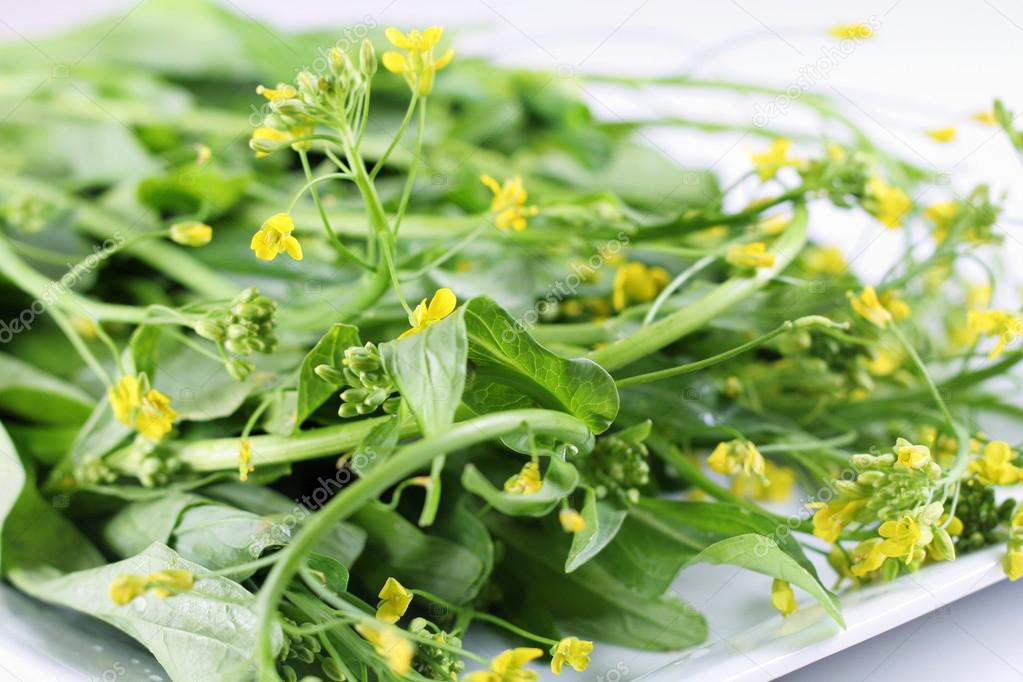 Baby flowering collard greens Stock Photo by ©creativestock 74445585