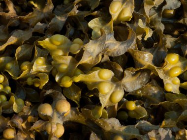 Bladderwrack yosun 2