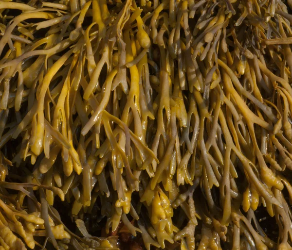 Channel Wrack Seaweed — Stock Photo, Image