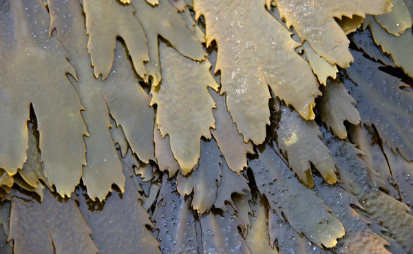 Toothed Wrack Seaweed — Stock Photo, Image