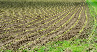 Yeni ekilen Mısır alan