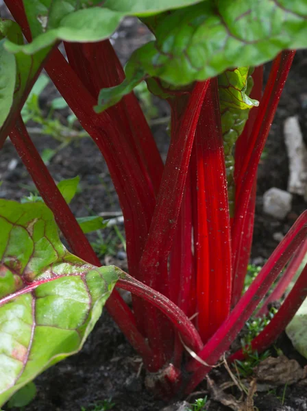 Barba rubino in giardino — Foto Stock