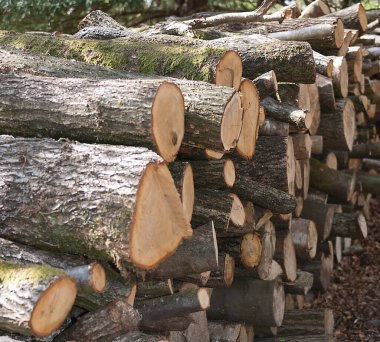 Hardwood Kütükleri Yığını