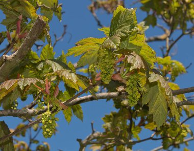 İlkbaharda Sycamore Çiçekleri