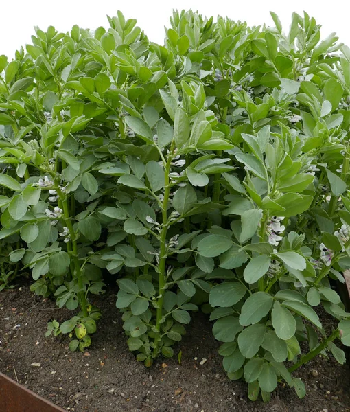 Perlbohnen Wachsen Gemüsegarten — Stockfoto