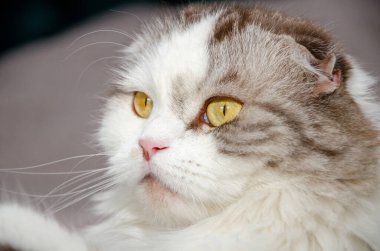 İskoç kedisi (dağlık) yatağın üzerine bakar.