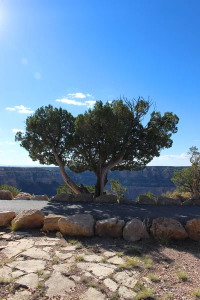 Albero sul Grand Canyon — Foto Stock
