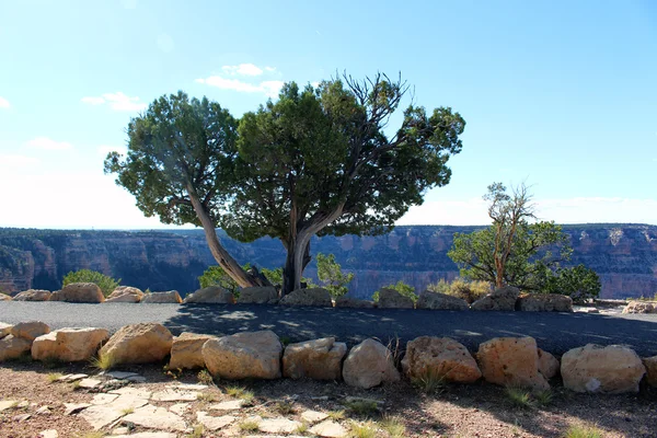 Δέντρο για το Grand Canyon — Φωτογραφία Αρχείου