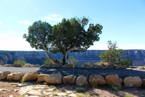 Albero sul Grand Canyon — Foto Stock