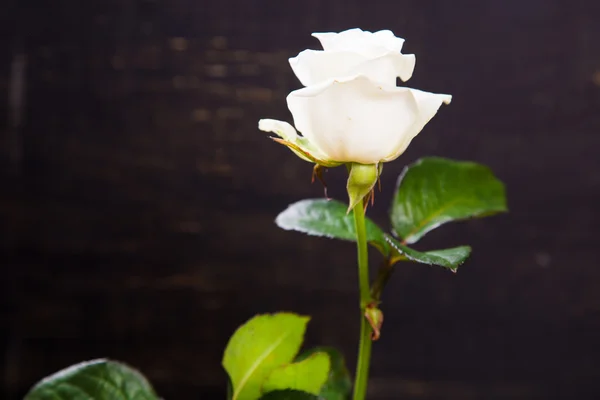 一个白玫瑰 — 图库照片