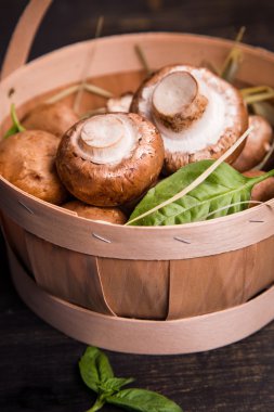 Yeşil fesleğen ile mantar