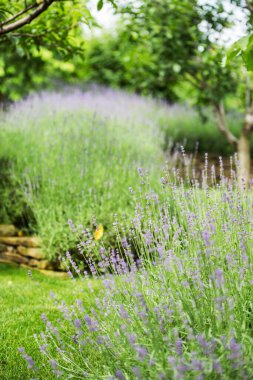 beautiful blooming lavender grows in a garden in a private mansion