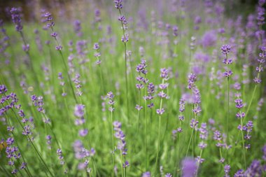 beautiful blooming lavender grows in a garden in a private mansion