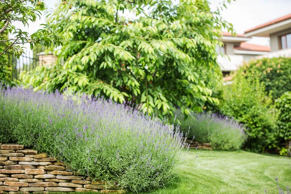 Hermosa Lavanda Floreciente Crece Jardín Una Mansión Privada —  Fotos de Stock