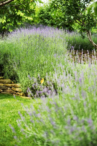 Beautiful Blooming Lavender Grows Garden Private Mansion — Stock Photo, Image