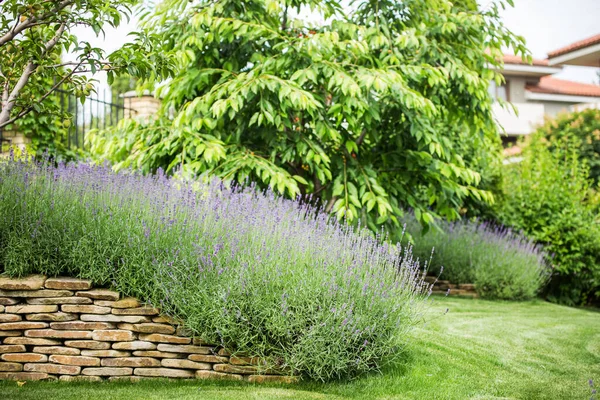 Schön Blühender Lavendel Wächst Einem Garten Einer Privaten Villa — Stockfoto