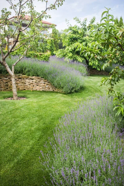 Belle Floraison Lavande Pousse Dans Jardin Dans Manoir Privé — Photo