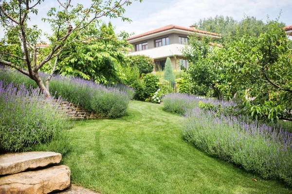 Schön Blühender Lavendel Wächst Einem Garten Einer Privaten Villa — Stockfoto