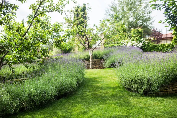 Mooie Bloeiende Lavendel Groeit Een Tuin Een Prive Herenhuis — Stockfoto