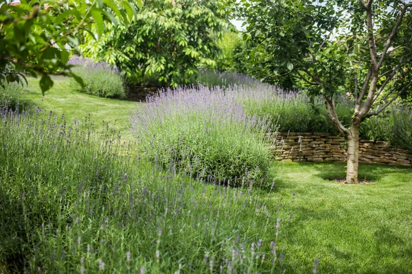 Belle Floraison Lavande Pousse Dans Jardin Dans Manoir Privé — Photo