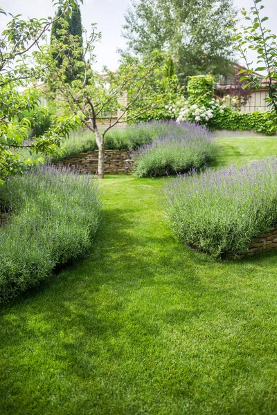 Belle Floraison Lavande Pousse Dans Jardin Dans Manoir Privé — Photo