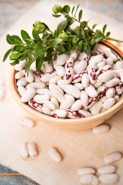 Kidney bean — Stock Photo, Image