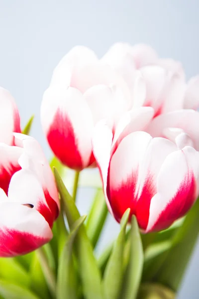 Tulips — Stock Photo, Image