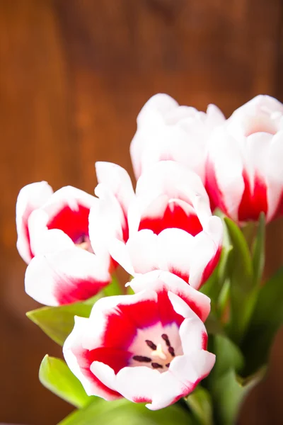 Tulips — Stock Photo, Image