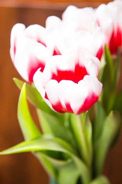 Tulips — Stock Photo, Image