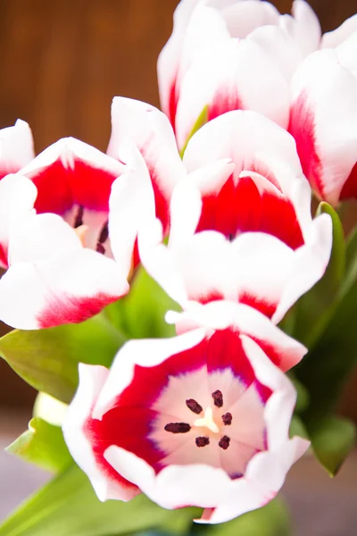 Tulips — Stock Photo, Image