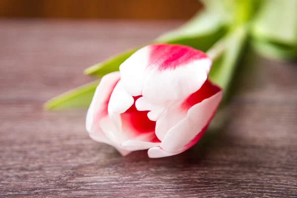 Tulip — Stock Photo, Image