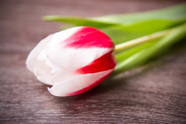 Tulip — Stock Photo, Image