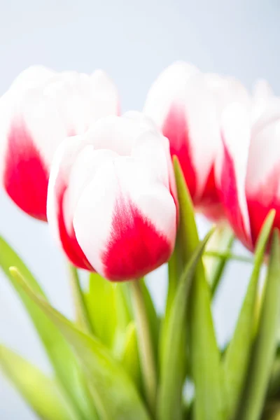 Tulips — Stock Photo, Image