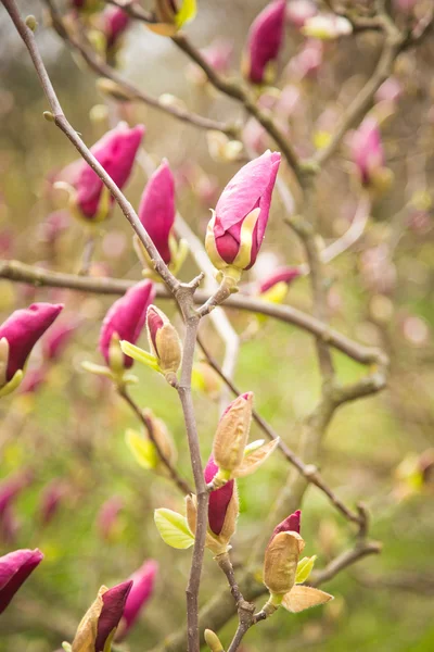 Pink magnolia — Stock Photo, Image