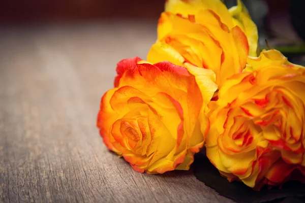 Beauty roses in studio — Stock Photo, Image