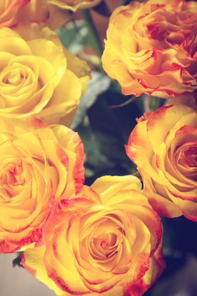 Beauty roses in studio — Stock Photo, Image