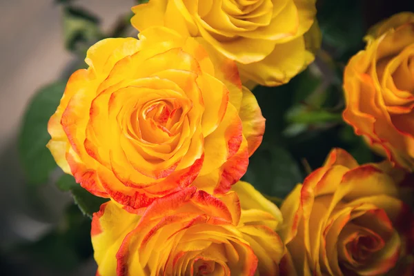 Rosas de belleza en el estudio —  Fotos de Stock