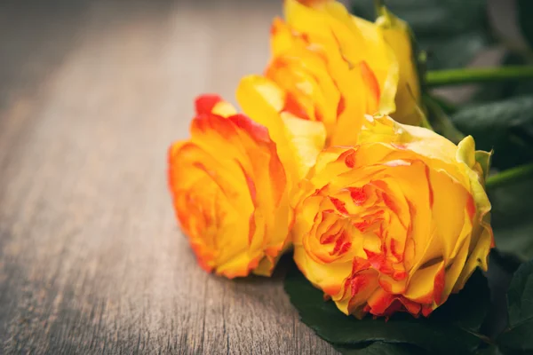 Rosas de beleza em estúdio — Fotografia de Stock