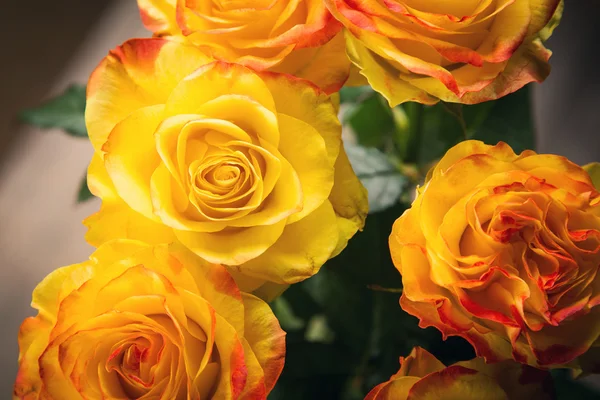 Roses de beauté en studio — Photo