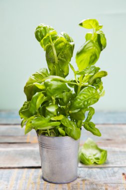 Yeşil taze fesleğen