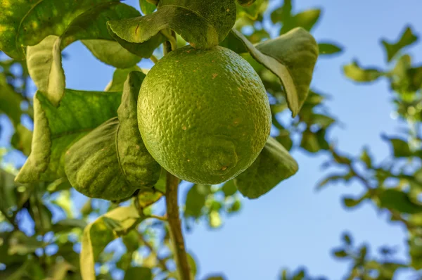 Green lemon growing on tree — Stock Photo, Image