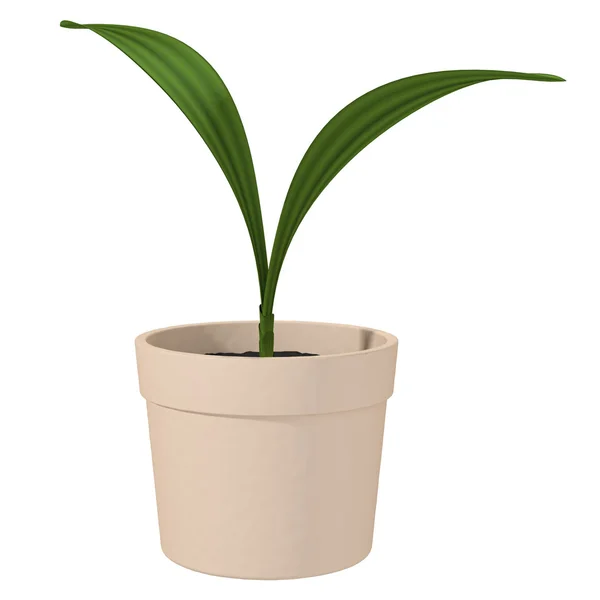 Groene plant op wit — Stockfoto