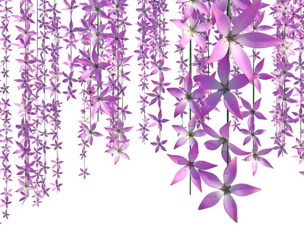 Lila Blüten auf weißem Grund — Stockfoto