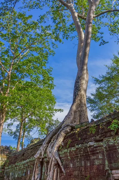 Árbol creciendo en las ruinas —  Fotos de Stock