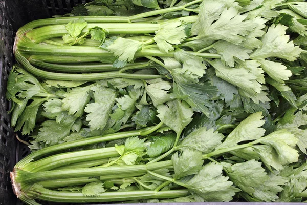 Bunches of Celery Stalk Heads for Sale — Stock Photo, Image