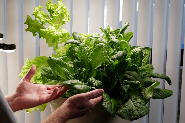 室内生长的生菜品种与Led生长灯在一个大的泥土种植 室内种植各种各样的莴苣叶 包括在全光谱Led照明下种植菠菜 — 图库照片