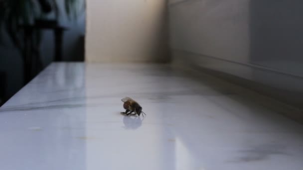 Bee kämpar för livet — Stockvideo