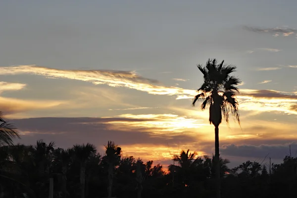 Palm Trees with Tropical Sunset — Stock Photo, Image